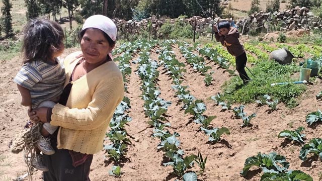 Cosecha de hortalizas en  Cochabamba